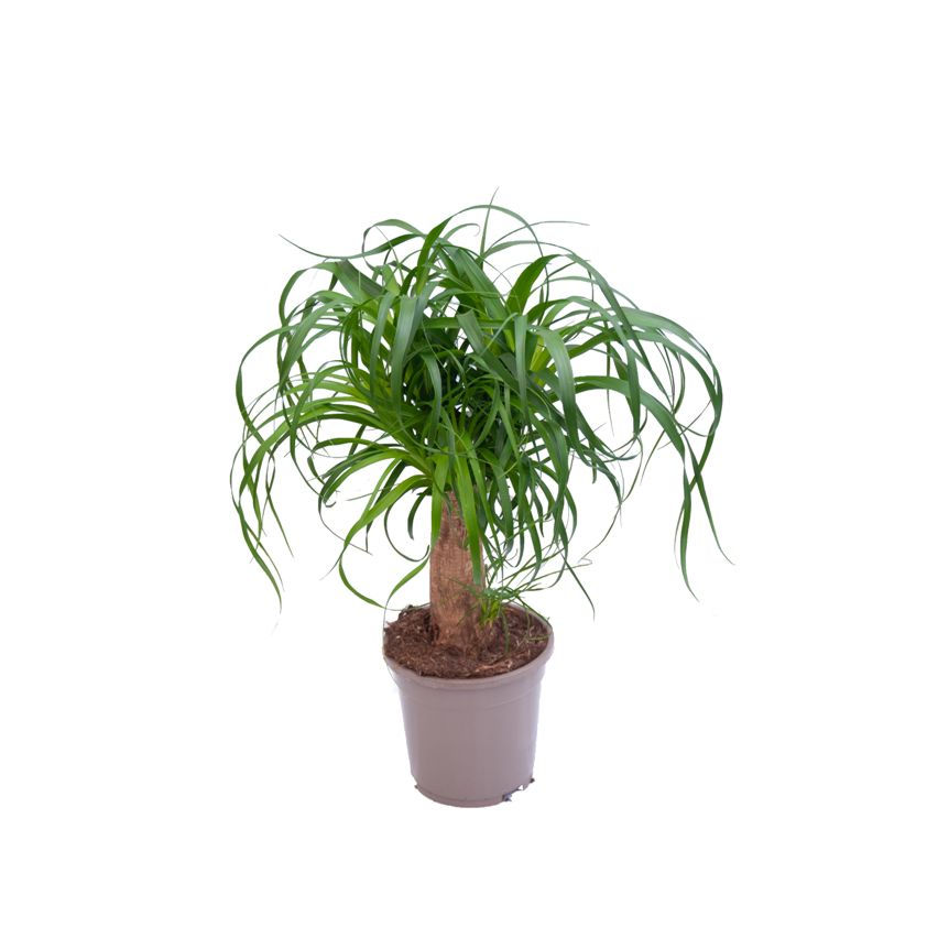 Beaucarnea nolina recurvata - The Plants - Eshop - Indoor and outdoor plants