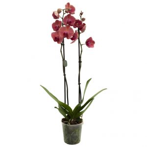 Ορχιδέα Phalaenopsis – Orchidaceae phalaenopsis Apricot