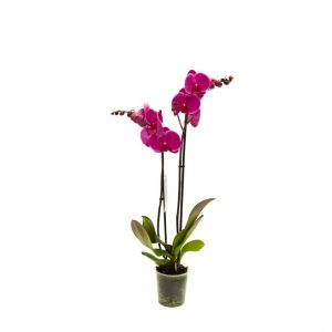 Ορχιδέα Phalaenopsis - Orchidaceae phalaenopsis Purple