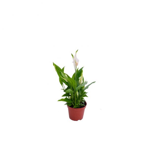 Σπαθίφυλλο - Spathiphyllum mini